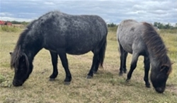 TEQUILA - 6 YEAR OLD BLUE ROAN MARE WITH COLT AT SIDE